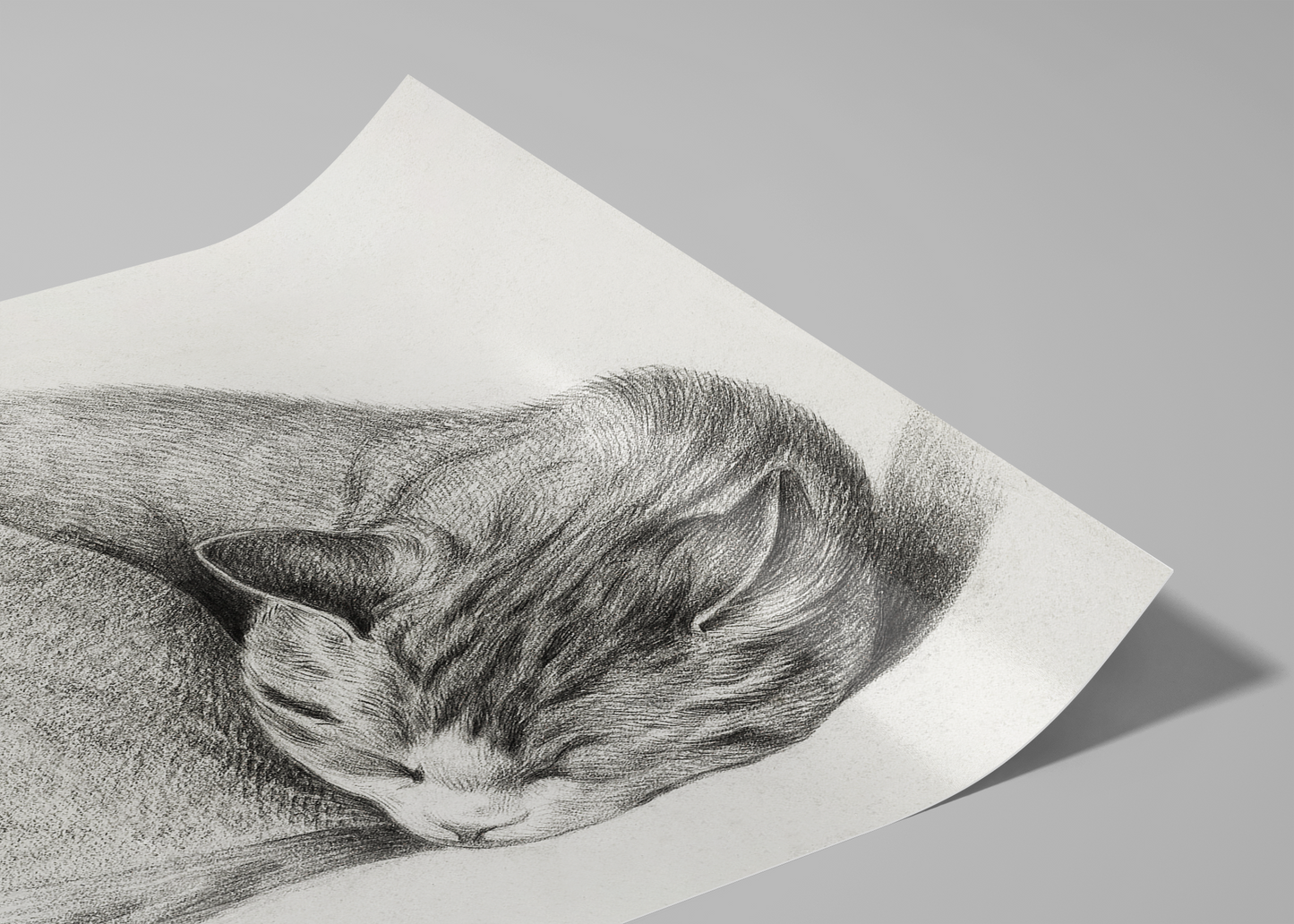 Jean Bernard - Rolled Up Lying Sleeping Cat - Print Your Own Fine Art