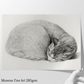 Jean Bernard - Rolled Up Lying Sleeping Cat Fine Art Print
